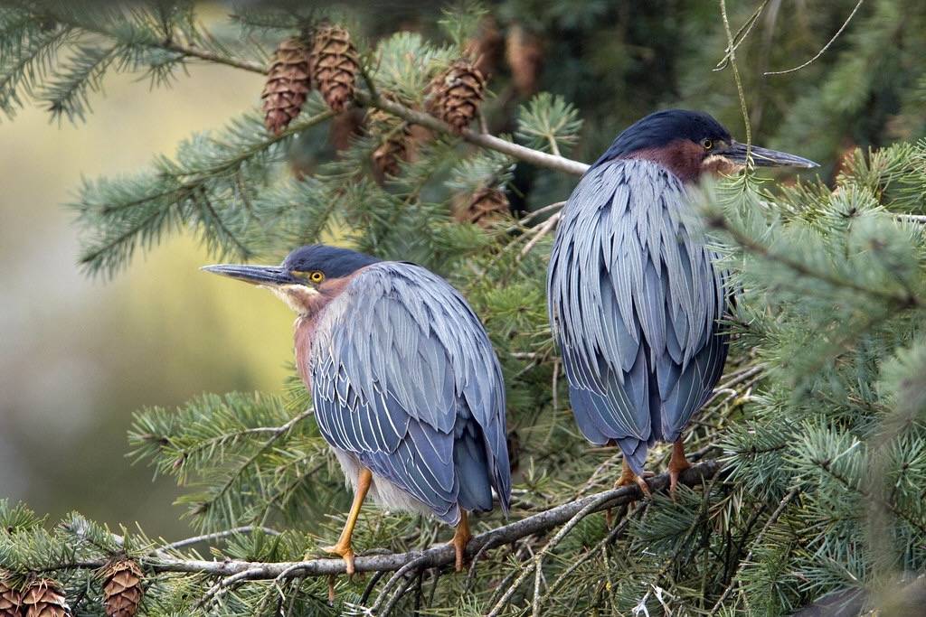 Green Herons by Rick Leche is licensed under CC BY-NC-ND 2.0.